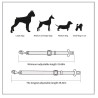 Dog seat belt