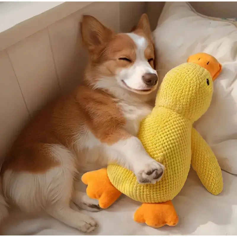 Duck toy with a duck call or squeaker. In small, medium and large