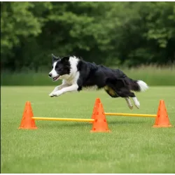 Dog hurdles for training and rehabilitation
