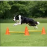 Dog hurdles for training and rehabilitation