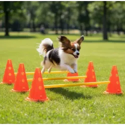Dog hurdles