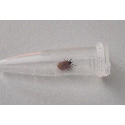 Tick Remover Tool with Holding Capsule - Professional Tick Removal Set