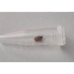 Your Happy Dog: Tick Remover Spare Capsules for Holding Removed Ticks