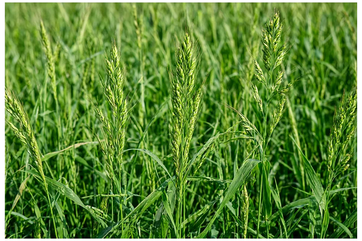 The dangers of grass seed while walking your dog
