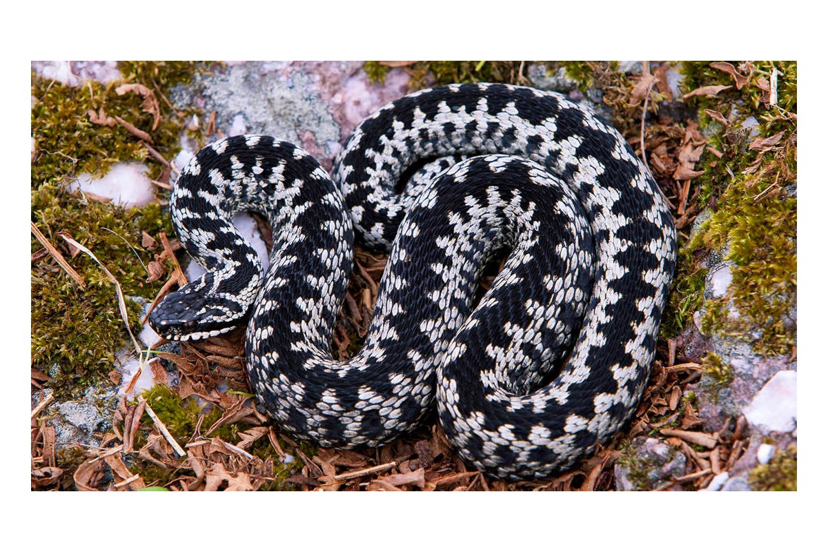Adder Alert !! Keeping your dog safe