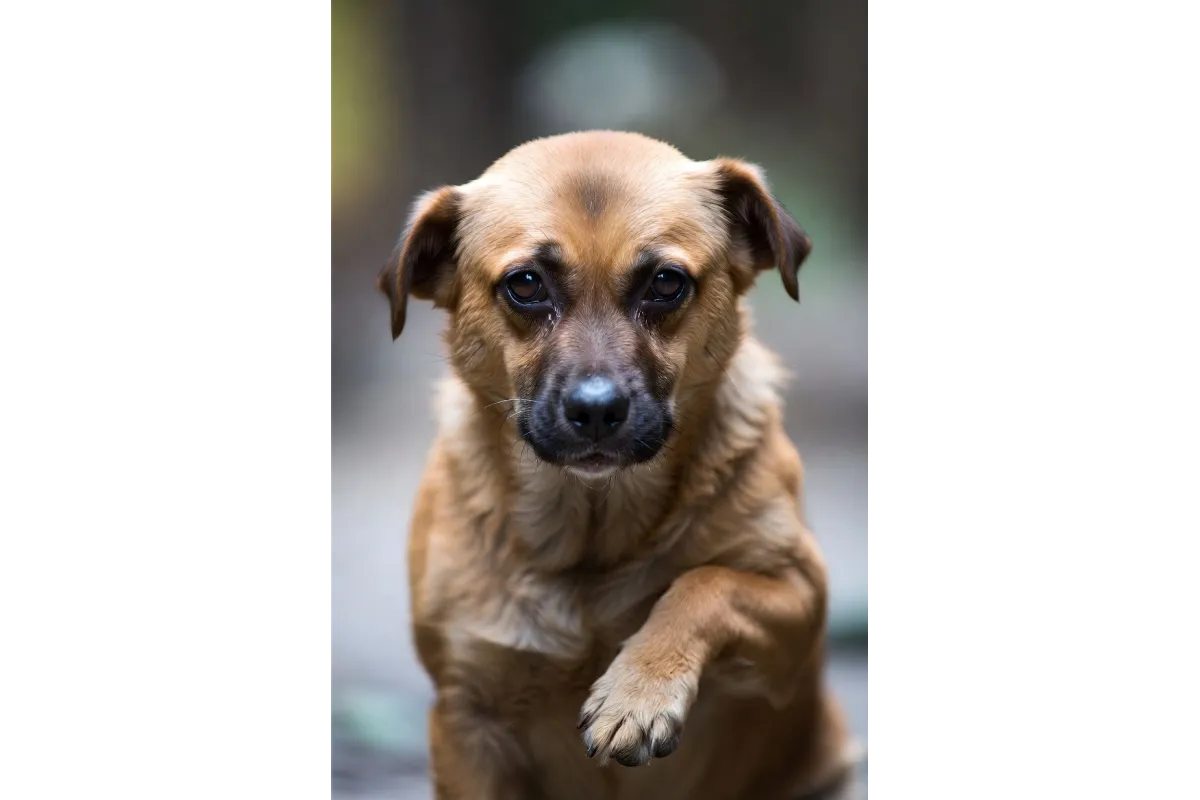 Signs that your dog might be in pain