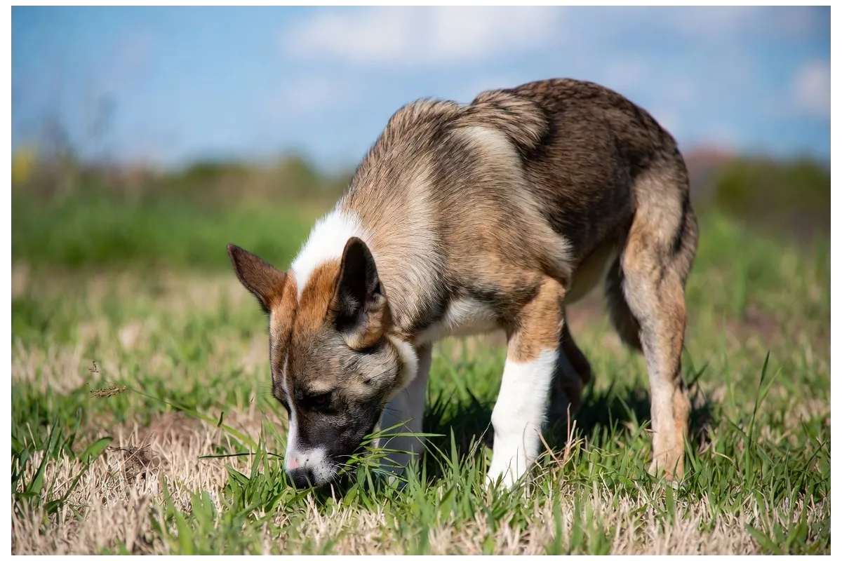 Why does my dog eat grass?