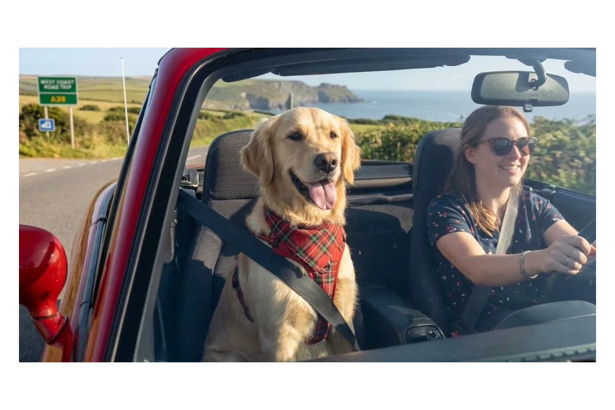 dog going on a roadtrip