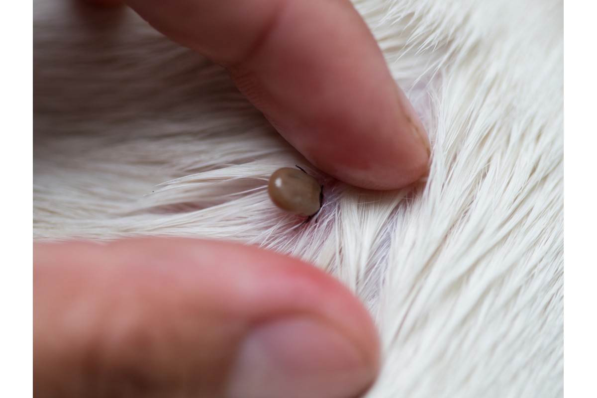 Dealing with ticks