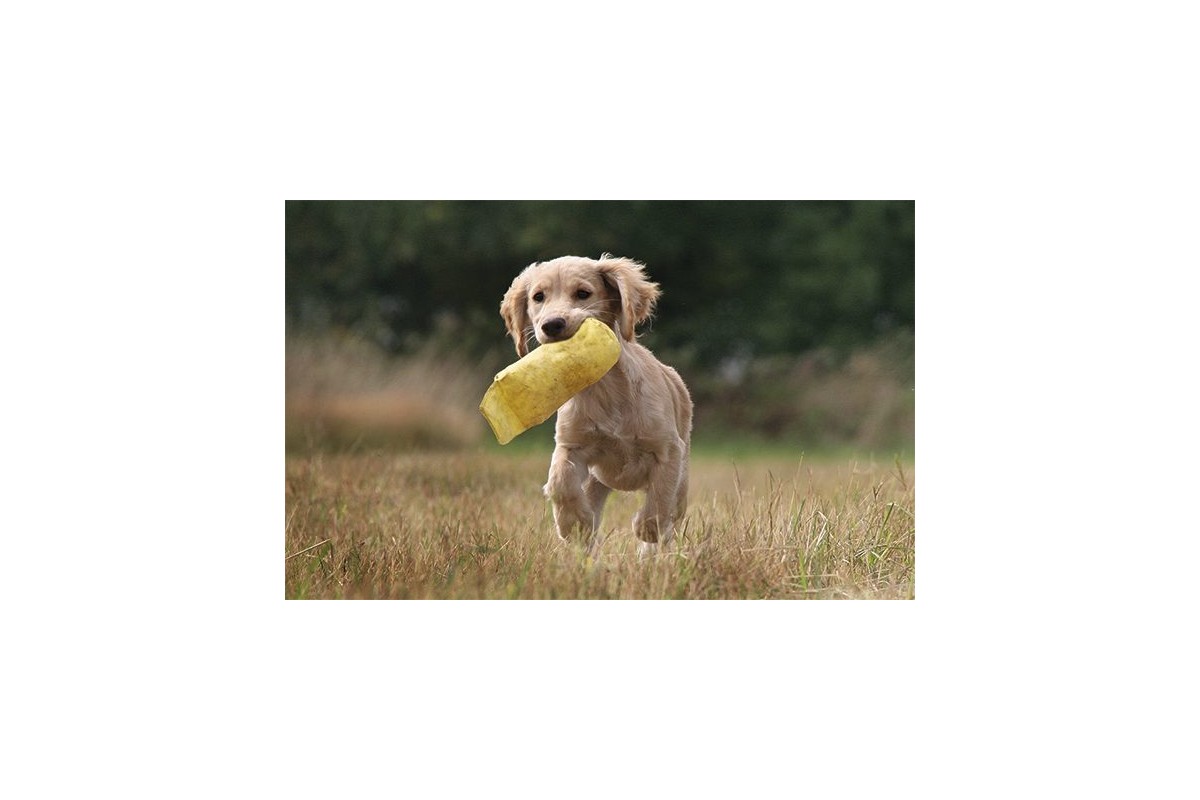 Basic dog training 