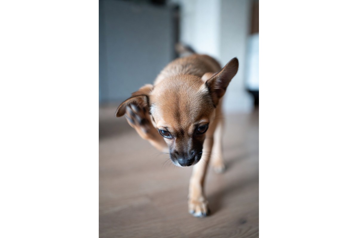 Common skin allergies in dogs