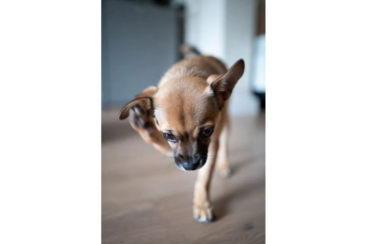 Common skin allergies in dogs